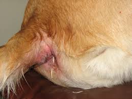 My 4 Yr Old Lab Mix Has 1 Worms Crawling Out Of His Anus They Are Not In Sections Like A Tapeworm They Wiggle Like A