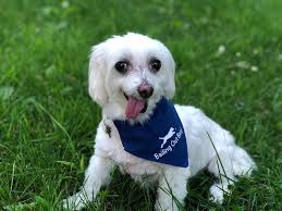 Saranghago issseubnikka , are you in love? World S Cutest Rescue Dog Contest 2020 Top 10 Finalists People Com