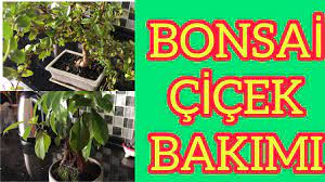 Minyatür ağaçlar olan bonsai bakımı önem arz eden bitkilerdendir. Bonsai Cicegi Nasil Sulanir How To Care Bonsai Ebrunun Denizi Youtube