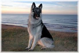 Our standards for shiloh shepherd breeders in pennsylvania were developed with leading veterinarians and animal welfare experts. Shiloh Shepherd Pictures Shiloh Shepherd Dog Shiloh Shepherd Shepherd Dog Breeds