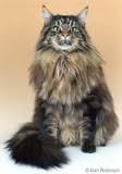 The personality of the female maine coon cat. Maine Coon Cat Breed Facts And Personality Traits Hill S Pet