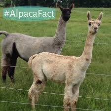 1) that will be a real help. The Facts Alpaca Meadows Alpaca Facts Alpaca Alpaca Pictures
