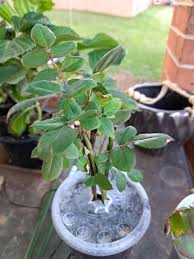 Image result for cuttings of roses