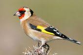 saka kusu disi green granite goldfinch vintage box