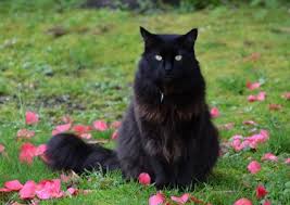 My mom recently found two identical cats (at different times but at the same. Myths And Facts About Black Cats Lovetoknow