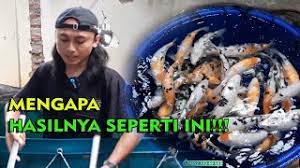 Terpal untuk kolam ikan lele memiliki varian ukuran dan jenis yang berbeda di pasaran. Panen Ikan Koi Kolam Terpal Indoor Youtube