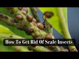 Image result for scale on plant