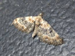 Image result for Eupithecia pulchellata