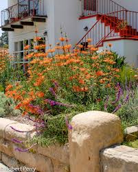 Image result for Leonotis