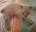 Manx Breeders - Manx Kittens for Sale