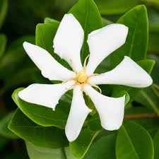 Image result for Gardenia ternifolia