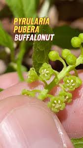 Image result for Santalaceae