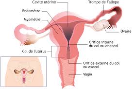 Selon vos conditions physiques, il ya des changements de votre position cervicale. Cancer Du Col De L Uterus Definition Et Symptomes