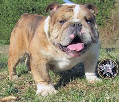 You can also check out french bulldog for sale, mini french bulldog, miniature french bulldog for sale, french bulldog puppies, blue french bulldog, french bulldog puppies for sale, french bulldog price, french bulldogs for sale near me, lilac french bulldog, french bulldog breeders, miniature french bulldog, french bulldog puppies for sale near me, blue fawn french bulldog, french bulldog. Champbulldogs Com Yoda Blue Fawn Male For Sale