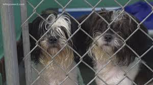 I attend the university of north carolina at greensboro. Adoption Lottery Planned After 22 Shih Tzu Dogs Rescued From Greensboro Home During Police Search Wfmynews2 Com
