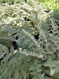 Image result for Cheilanthes