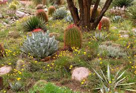 Watering is one of the most important aspects of succulent care. Desert Plant Scene With Cactus Flowers And Trees Plants Water Plants Spring Landscaping