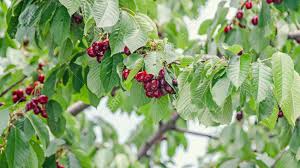 Red leaf tree with cherry like fruit. Dark Red Cherries Fruits Tree Cherry With Green Leaves And Branches Close Up Stock Photo Picture And Royalty Free Image Image 81709973