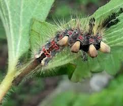Pest Control Houston Hospitality Pet Birds Moth Caterpillar Zoo Animals