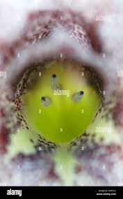 Image result for Gladiolus ecklonii