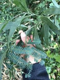 Image result for Acacia melanoxylon