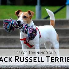 Check spelling or type a new query. How Not To Train A Jack Russell Terrier Pethelpful