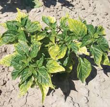 Once planted, pepper plants are usually good to go. Efnjkej71n Mvm