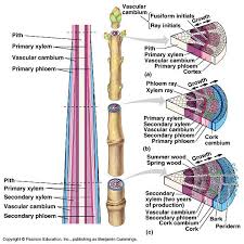 Bil 226 Lecture Seven Plant Science Biology Plants Plant Physiology