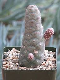 Christmas cactus plants bloom sometime in december, close to christmas time. Teporocactus Articutateos Cactus Plant Cactus Plants Cactus House Plants Cactus Flower