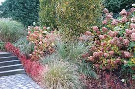 Herbstlicher Beetmix Hortensien Blutgras Und Lampenputzer Im Oktober Farbenrausch Www Gartenplan De Garten Pflanzen Staudenbeet