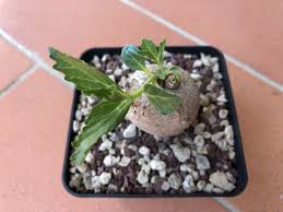 Image result for Pterodiscus angustifolius