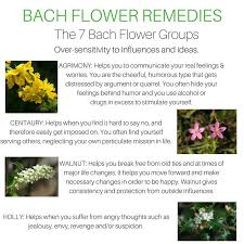 Oversensitivity To Ideas And Influences Bach Flower Remedies Flower Remedy Bach Remedy