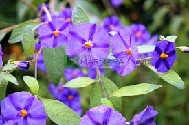 Image result for Lycianthes