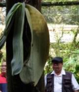 Terdapat orkid spesis yang dipanggil orkid telinga gajah atau orkid borneo. Anim Agro Technology Orkid Di Taman Pertanian Sabah