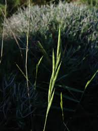 Image result for Enteropogon monostachyos