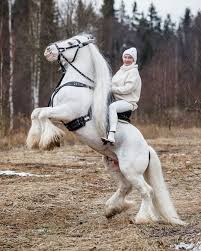We did not find results for: Friesian Horse Horse Breeds Rare Horse Breeds Cute Horses