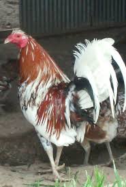 Gamefowl Hatching Eggs Morgan Whitehackles For Sale 48 00 See Photos Money Back Guarantee Up For Auc Hatching Eggs Eggs For Sale Fertile Eggs For Sale