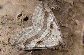 Image result for Aplocera efformata