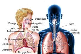 For more information and source, see on this link : Inspirasi Dan Ekspirasi Pada Pernafasan Manusia Guru Sumedang