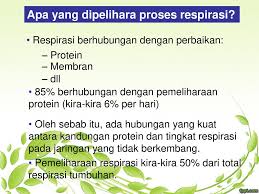 Umumnya substrat untuk respirasi adalah zat yang tertimbun dalam jumlah yang relatif banyak dalam sel tumbuhan dan bukan zat yang merupakan. Respirasi 1 By Irda Safni Ppt Download