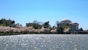 Cherry blossoms washington dc peak bloom 2021. National Cherry Blossom Festival Wikipedia