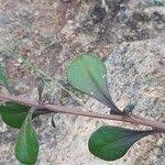 Image result for Gisekiaceae