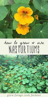 How To Grow And Use Nasturtiums Nasturtium Plants Organic Vegetable Garden