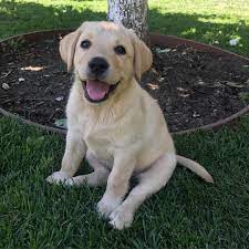 Buy Labrador Puppies 500 Each Visit Our Website To Buy A Puppy Now Labradopuppyhome Com Labradorretrieve Labrador Retriever Labrador Labrador Retriever Dog