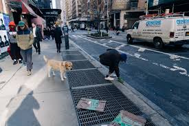 Having a website that lists your services and prices would also help. 5 Important Preparations For New Dog Owners Avalon Gallery