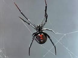 Black widow spiders have the most toxic spider bite in the us. Black Widow Spider Black Widow Aesthetic Black Widow