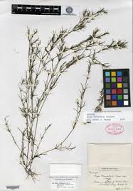 Image result for Najas horrida