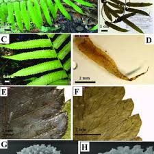 Image result for Amblovenatum opulentum