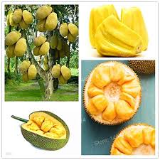 Buy the best and latest fruit trees seed on banggood.com offer the quality fruit trees seed on sale with worldwide free shipping. 50pcs Fresh Jackfruit Seeds Fruit Trees Tropical Rare Giant Tree Seed Rare Mirac Buy Online In United Arab Emirates At Desertcart Ae Productid 96192823