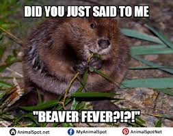 Beaver Memes Pictures Animal Memes Funny Animal Memes Funny Animals